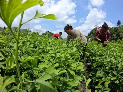 大理银杏树种植基地供应5万株图4