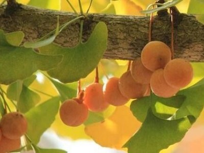 大理银杏树种植基地供应5万株图5