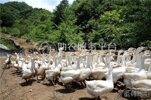 楚雄鹅养殖基地供应量5万只图1