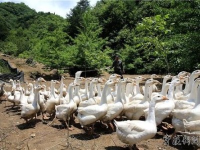 楚雄鹅养殖基地供应量5万只