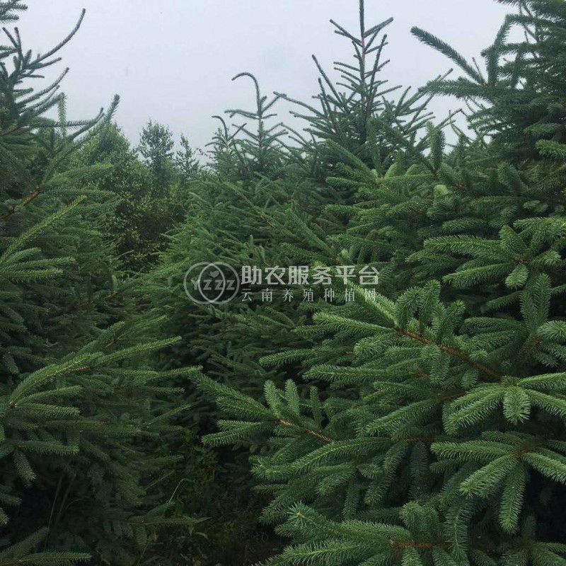 大理云杉种植基地供应1万株图1