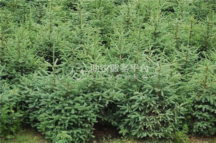 大理云杉种植基地供应1万株图2