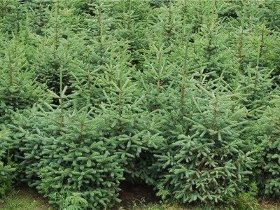 大理云杉种植基地供应1万株图2