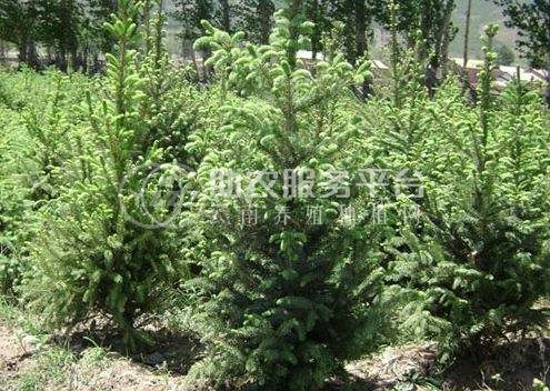 大理云杉种植基地供应1万株图3