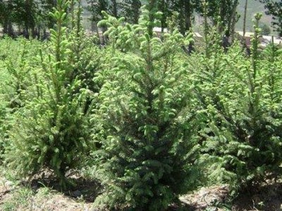 大理云杉种植基地供应1万株图3