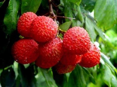 红河洛恩荔枝种植中心 供应量2吨图3
