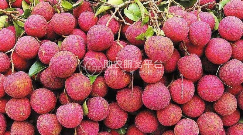 红河洛恩荔枝种植中心 供应量2吨图4