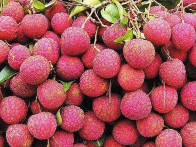 红河洛恩荔枝种植中心 供应量2吨图4