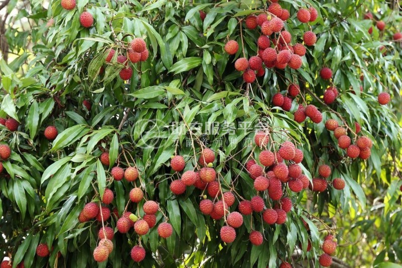 红河洛恩荔枝种植中心 供应量2吨图6