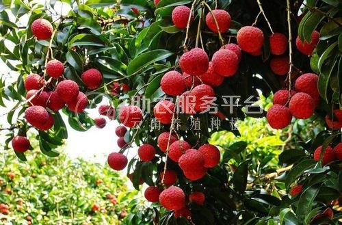 红河洛恩荔枝种植中心 供应量2吨图8