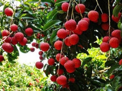 红河洛恩荔枝种植中心 供应量2吨图8