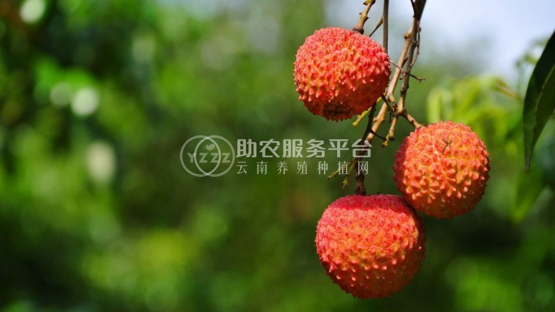 红河洛恩荔枝种植中心 供应量2吨图7