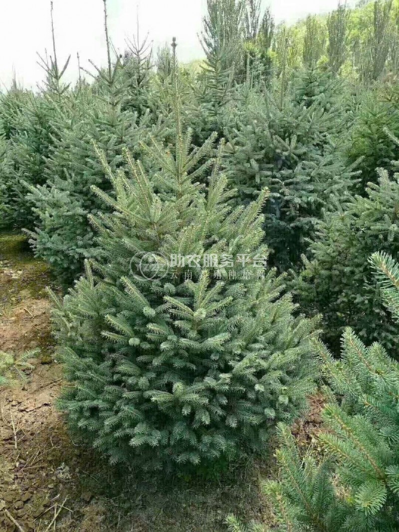 大理云杉种植基地供应1万株图4