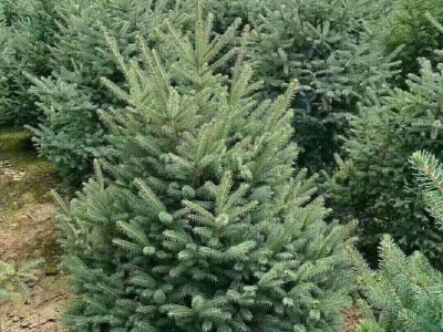 大理云杉种植基地供应1万株图4