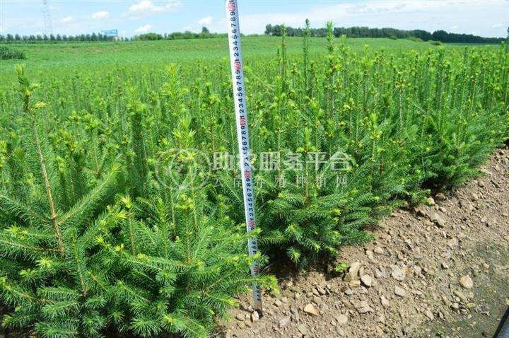 大理云杉种植基地供应1万株图5