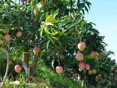 楚雄芒果种植基地供应量9吨图3