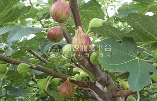 丽江无花果花种植基地 供应量1吨图3