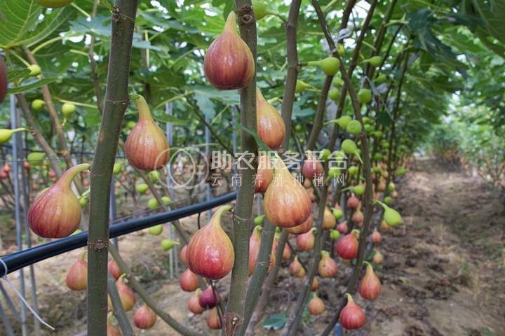丽江无花果花种植基地 供应量1吨图5