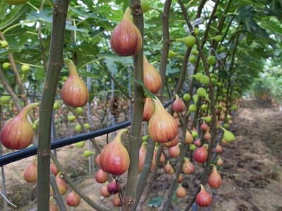 红河洛恩无花果种植基地 供应量2吨图4