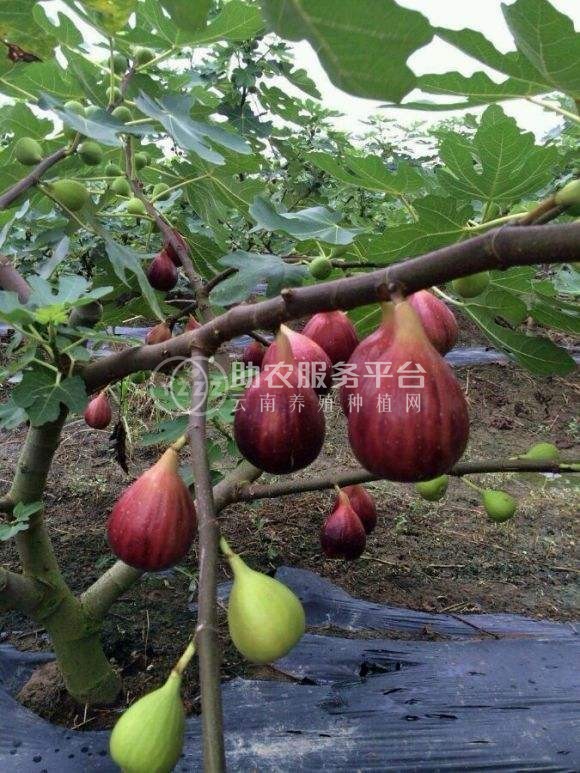 丽江无花果花种植基地 供应量1吨图1