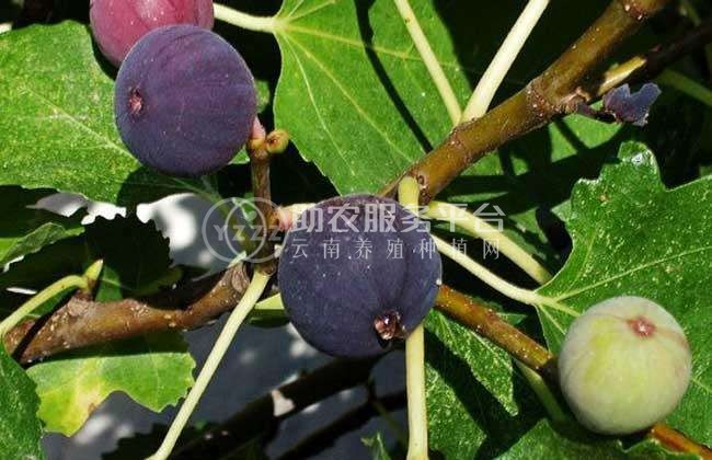 红河洛恩无花果种植基地 供应量2吨图9