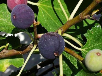 红河洛恩无花果种植基地 供应量2吨图9