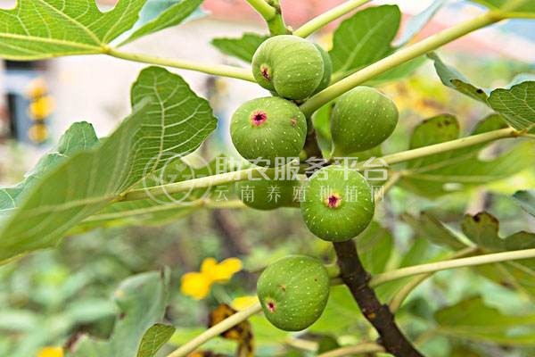 红河洛恩无花果种植基地 供应量2吨图6