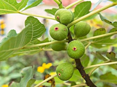红河洛恩无花果种植基地 供应量2吨图6