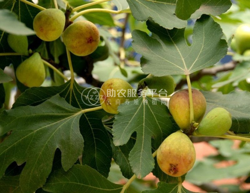 红河洛恩无花果种植基地 供应量2吨图7