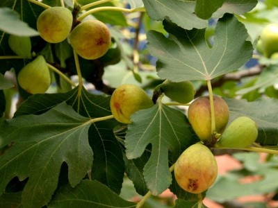 红河洛恩无花果种植基地 供应量2吨图7
