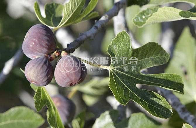 丽江无花果花种植基地 供应量1吨图2