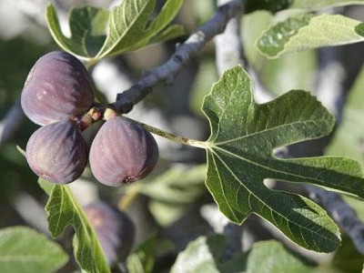 红河洛恩无花果种植基地 供应量2吨图8
