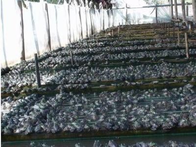 楚雄牛蛙养殖基地供应量800万只图3