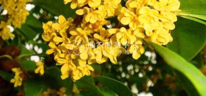 大理桂花种植基地供应10万株图1