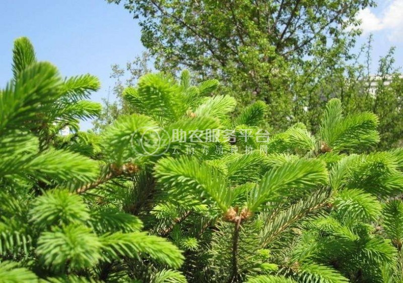 红河洛恩松树种植中心 供应量3万根图9