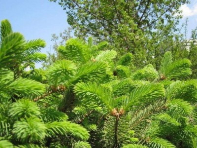 红河洛恩松树种植中心 供应量3万根图9