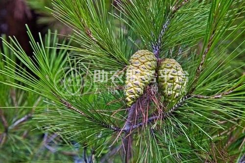 红河洛恩松树种植中心 供应量3万根图3