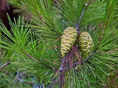 红河洛恩松树种植中心 供应量3万根图3
