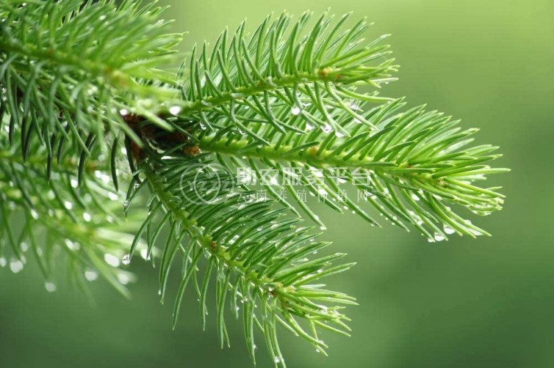 红河洛恩松树种植中心 供应量3万根图4