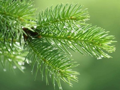 红河洛恩松树种植中心 供应量3万根图4