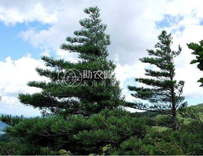 红河洛恩松树种植中心 供应量3万根图5