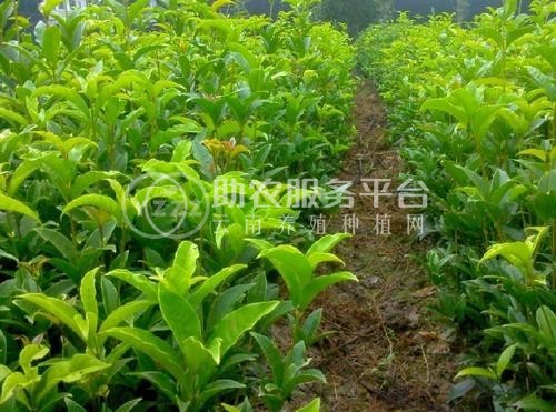 大理桂花种植基地供应10万株图2