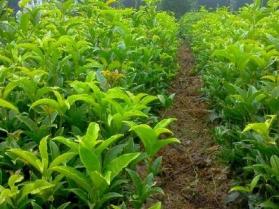 大理桂花种植基地供应10万株图2