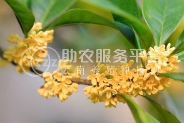 大理桂花种植基地供应10万株图3