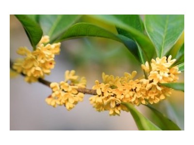 大理桂花种植基地供应10万株图3