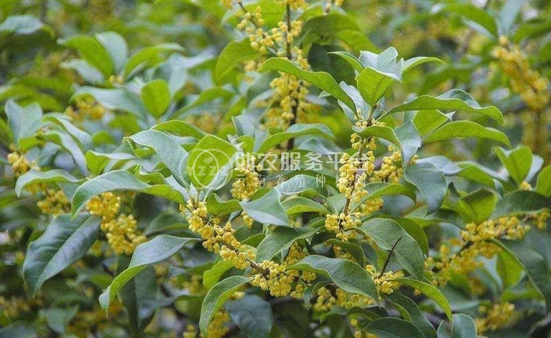 大理桂花种植基地供应10万株图4