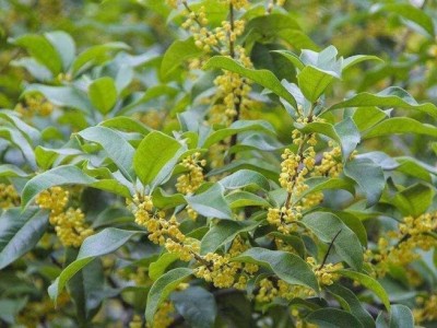 大理桂花种植基地供应10万株图4
