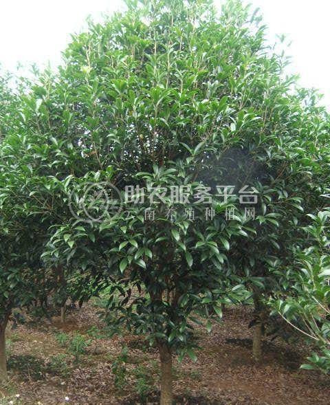 大理桂花种植基地供应10万株图5