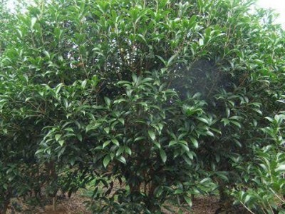 大理桂花种植基地供应10万株图5