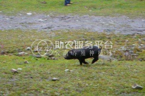 红河小黑猪养殖中心 供应量1万头图7